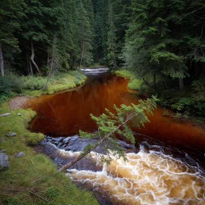 Forest Stream with Orange Waterfall