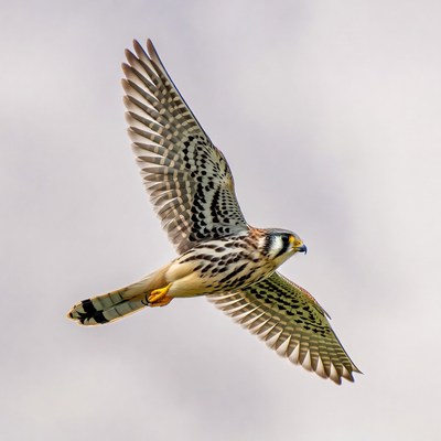 American Kestrel Flying in Flight