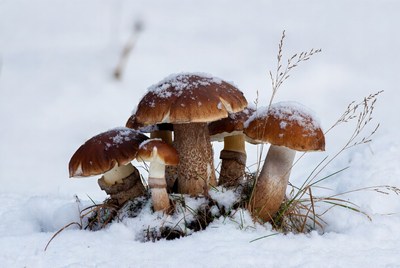 Snowy Brown Mushrooms in Winter Grass