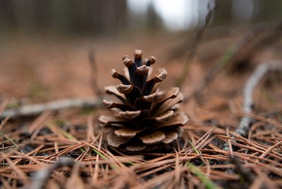 Pine Cone on Forest Floor