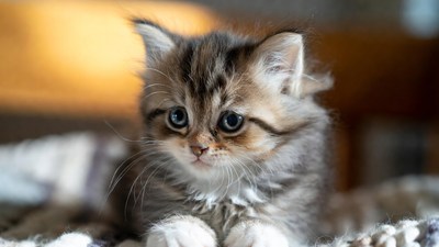 Cute tabby kitten on blanket