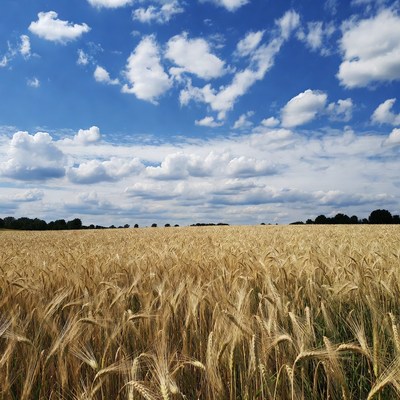 Golden Wheat Field Under Blue Sky