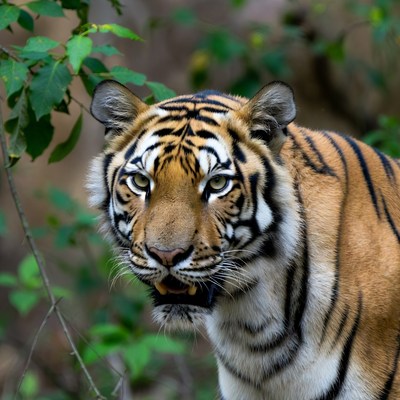 Tiger staring in green foliage