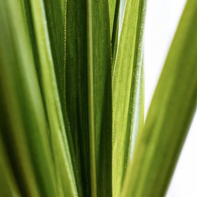 Closeup of green plant leaves