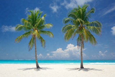 Two Palm Trees on Tropical Beach