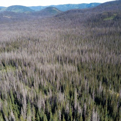 Dead Trees in Mountain Forest