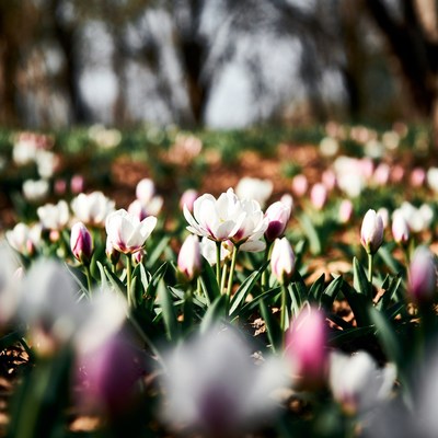 White Tulips in Field