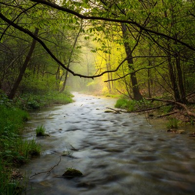 Forest Stream with Sunlight Rays