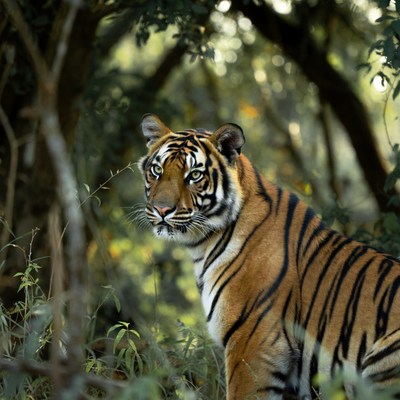 Tiger in dense jungle foliage