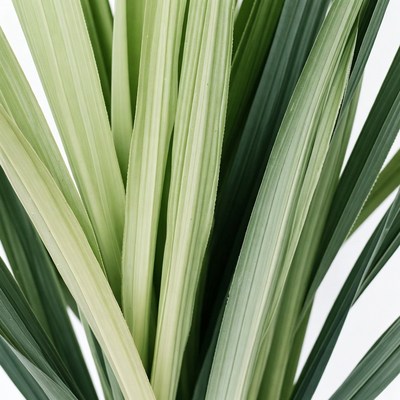 Close-up of green palm leaves