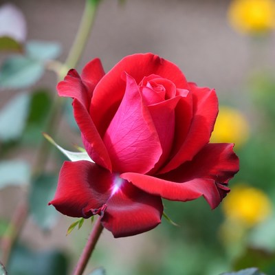 Red Rose with Green Leaves