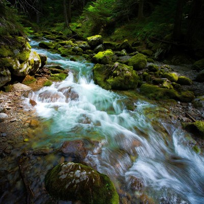 Forest Stream Flowing Over Mossy Rocks