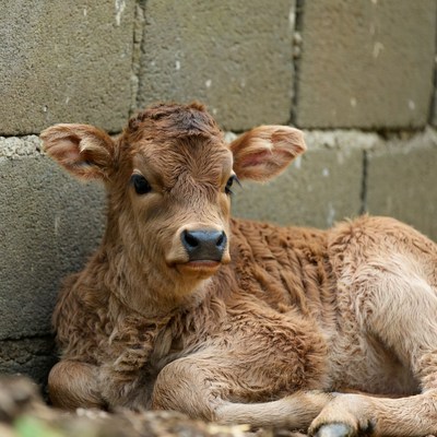 Baby Calf Leaning Against Brick Wall