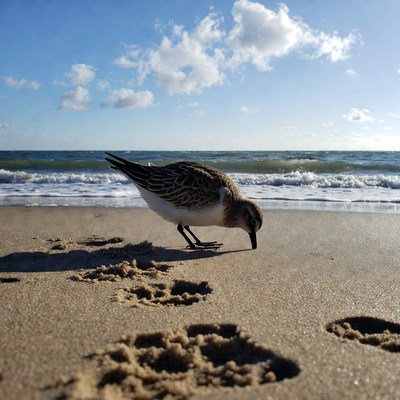 Sanderling foraging on beach