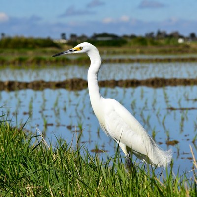 White Egret in Rice Paddy Field
