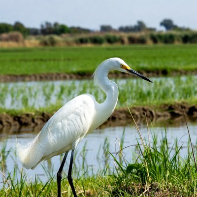 White Egret in Rice Paddy Field