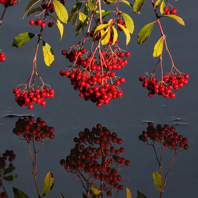 Red Berries with Fall Leaves Reflection