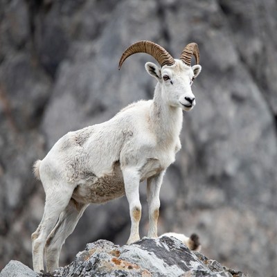 White mountain goat on rocky cliff