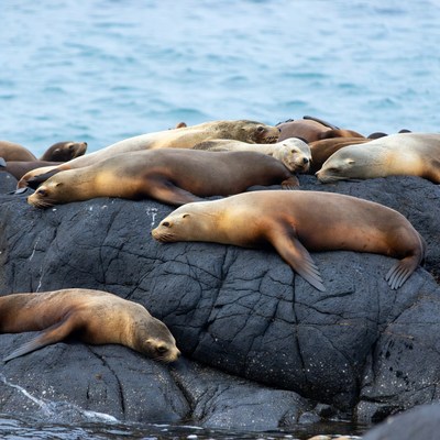 Sea lions resting on rocks