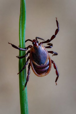 Tick on green grass blade