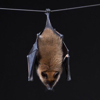 Brown bat hanging upside down