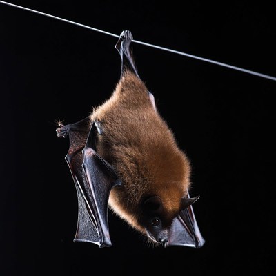 Brown bat hanging upside down