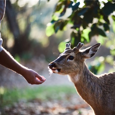 Hand feeding deer in forest