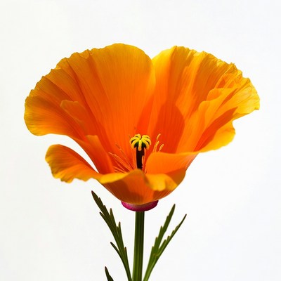 Orange California Poppy Flower