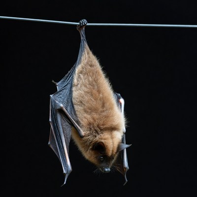 Bat hanging upside down