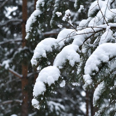Snowy Pine Tree Branches