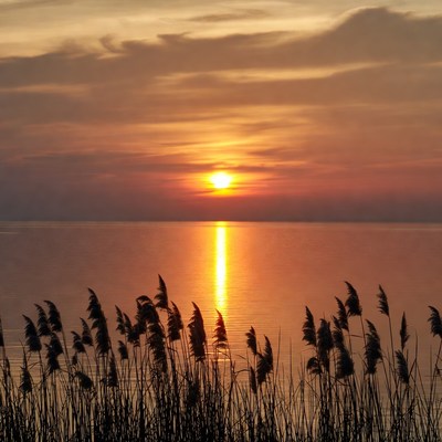Sunset over lake with reeds