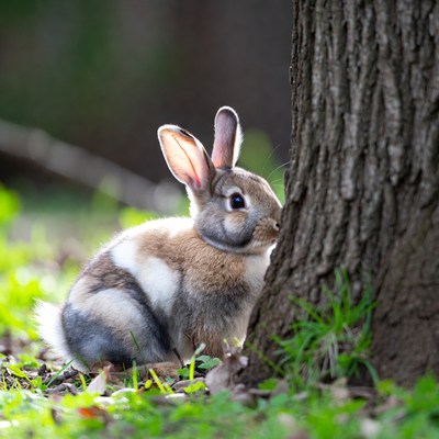 Rabbit peeking from tree in forest