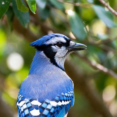 Blue Jay perched on branch