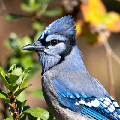 Blue Jay perched on branches