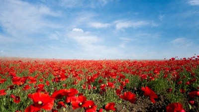 Red Poppy Field Under Blue Sky