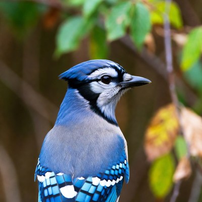 Blue Jay Perched on Branch
