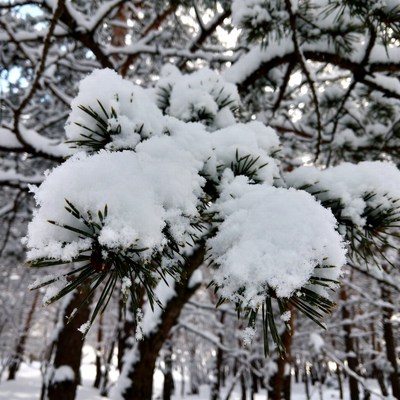 Snowy Pine Branches in Forest