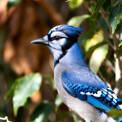 Blue Jay Perched on Green Leaves