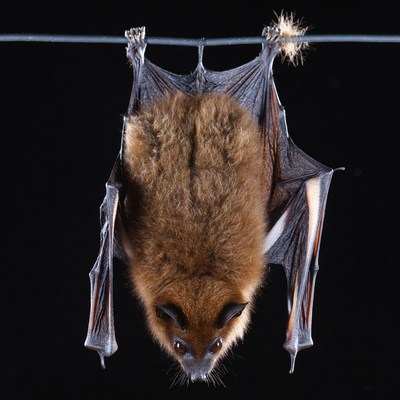 Brown bat hanging upside down