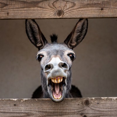 Donkey sticking head through fence