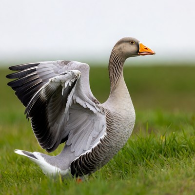 Greylag goose spreading wings in grass