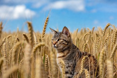 Tabby cat in wheat field