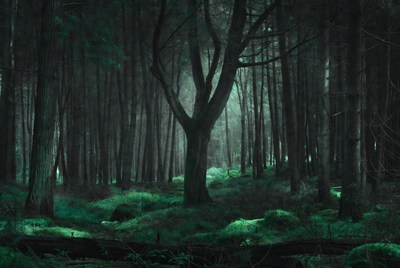 Dark Foggy Forest with Twisted Trees