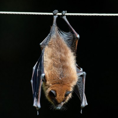 Bat hanging upside down on wire