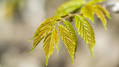 Fresh green ash tree leaves