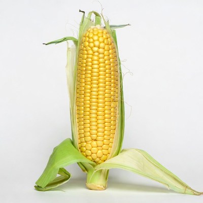 Fresh corn on the cob
