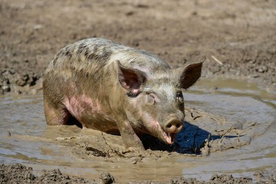 Pig playing in mud puddle
