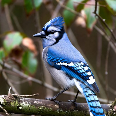 Blue Jay perched on branch