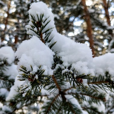 Snowy Pine Branches in Forest