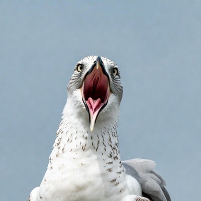 Seagull with open beak